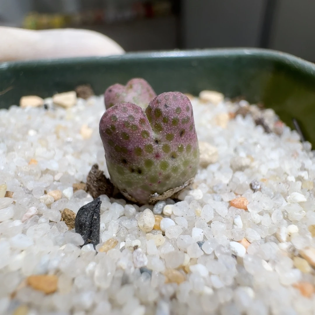 社****～0131-85肉锥肉锥