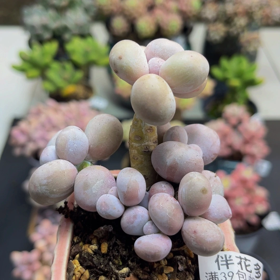 944橙奶6cm多肉植物