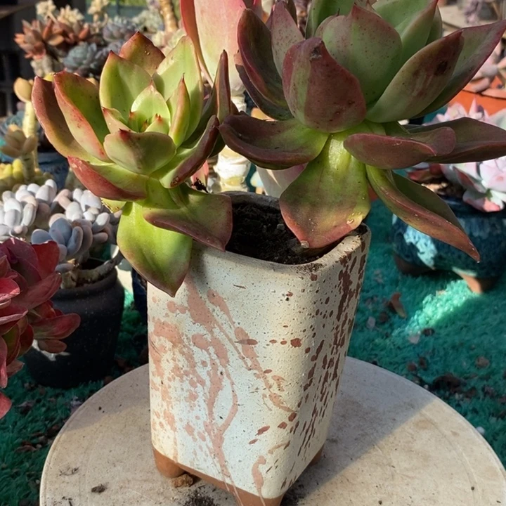 腾云老桩无砍多肉