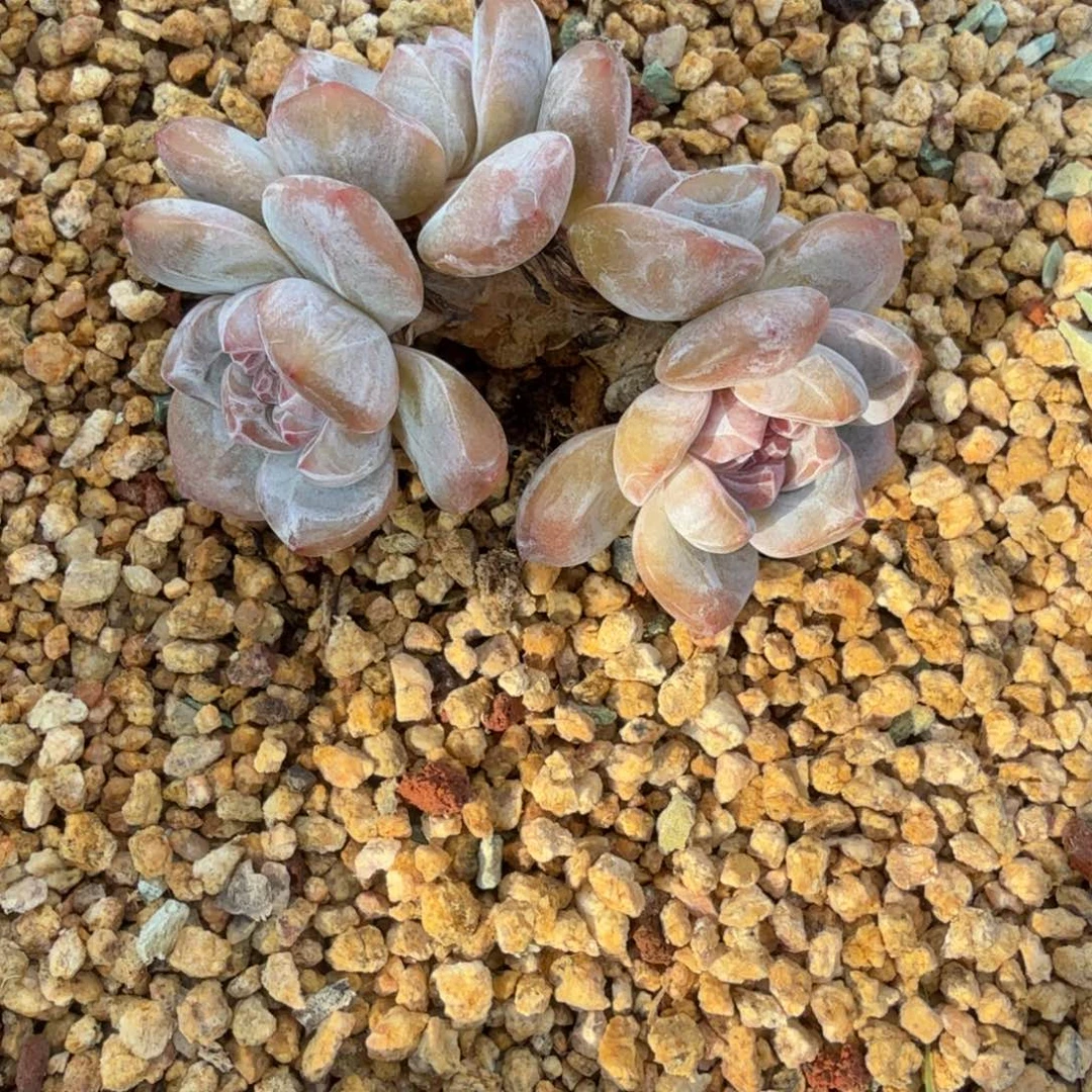 ？***星影多肉植物一颗