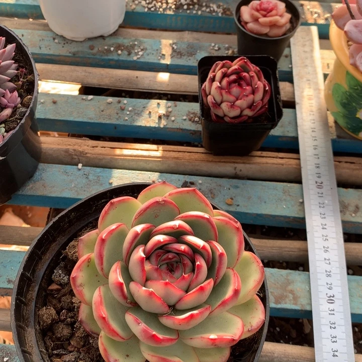 超大花田错多肉植物两单包邮