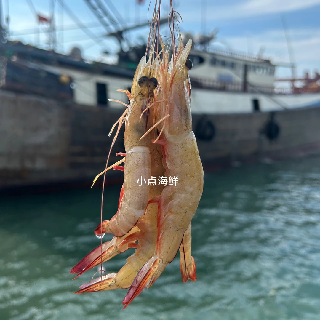 北海天然野生海捕明虾白对虾新鲜液氮急速锁鲜特大号