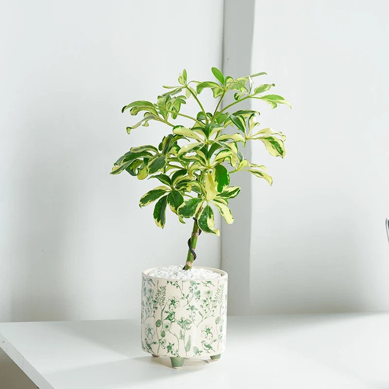 花叶鸭脚木盆栽办公室桌面客厅八方来财诧寂风绿植四季植物乔迁