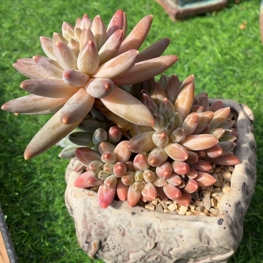 多肉植物 伊卡鲁斯-4