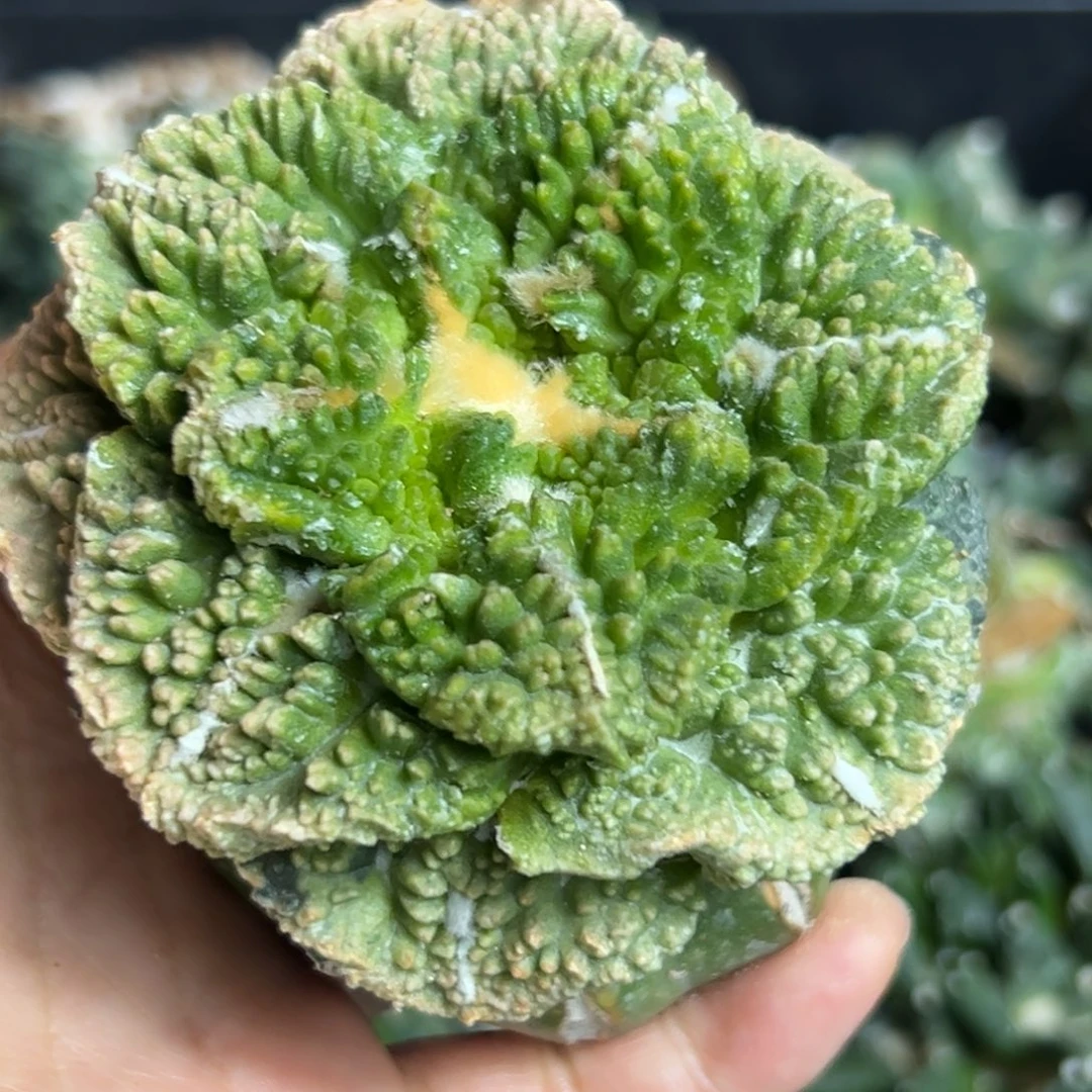 446 仙人球的世界 草球嫁接