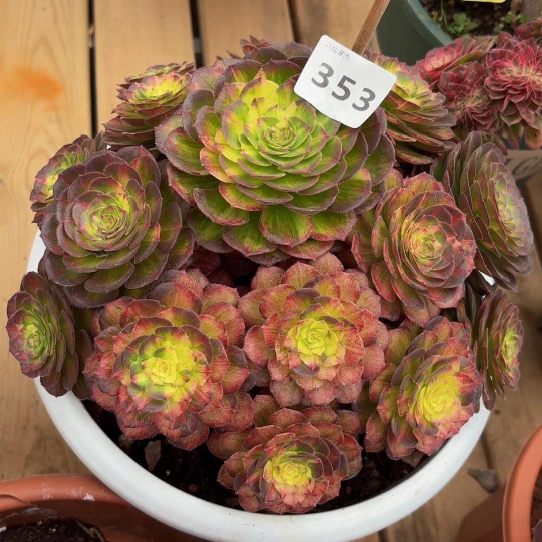 飘*353多肉植物龙鳞