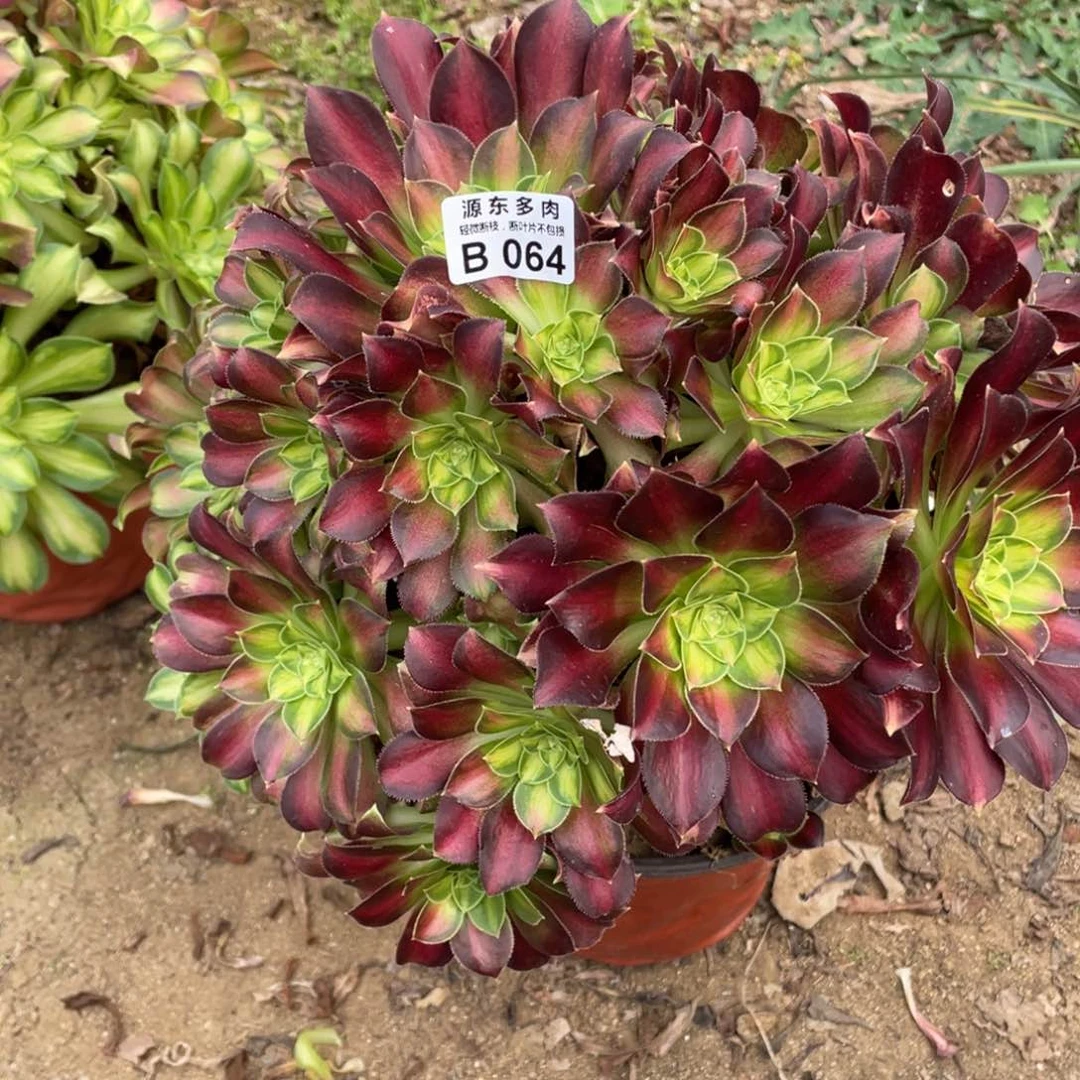 064韶华多肉法师断枝不包