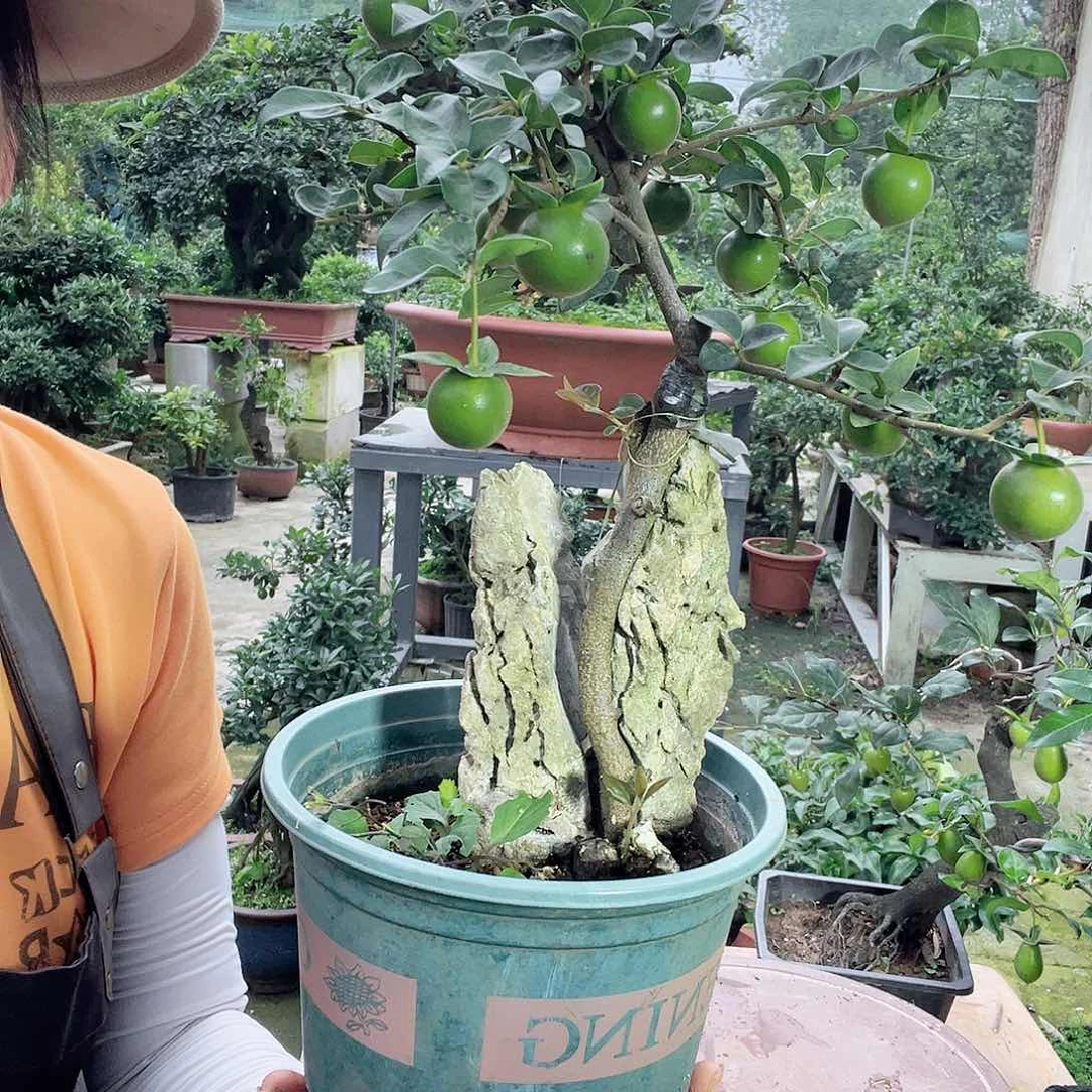 金弹子盆景，喜欢的来来来