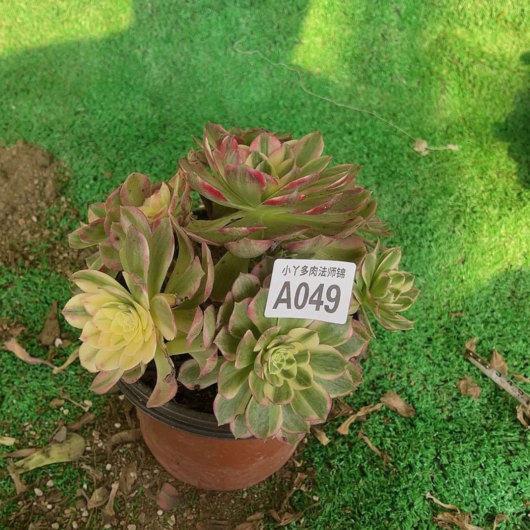 049与芙蓉多肉植物法师锦