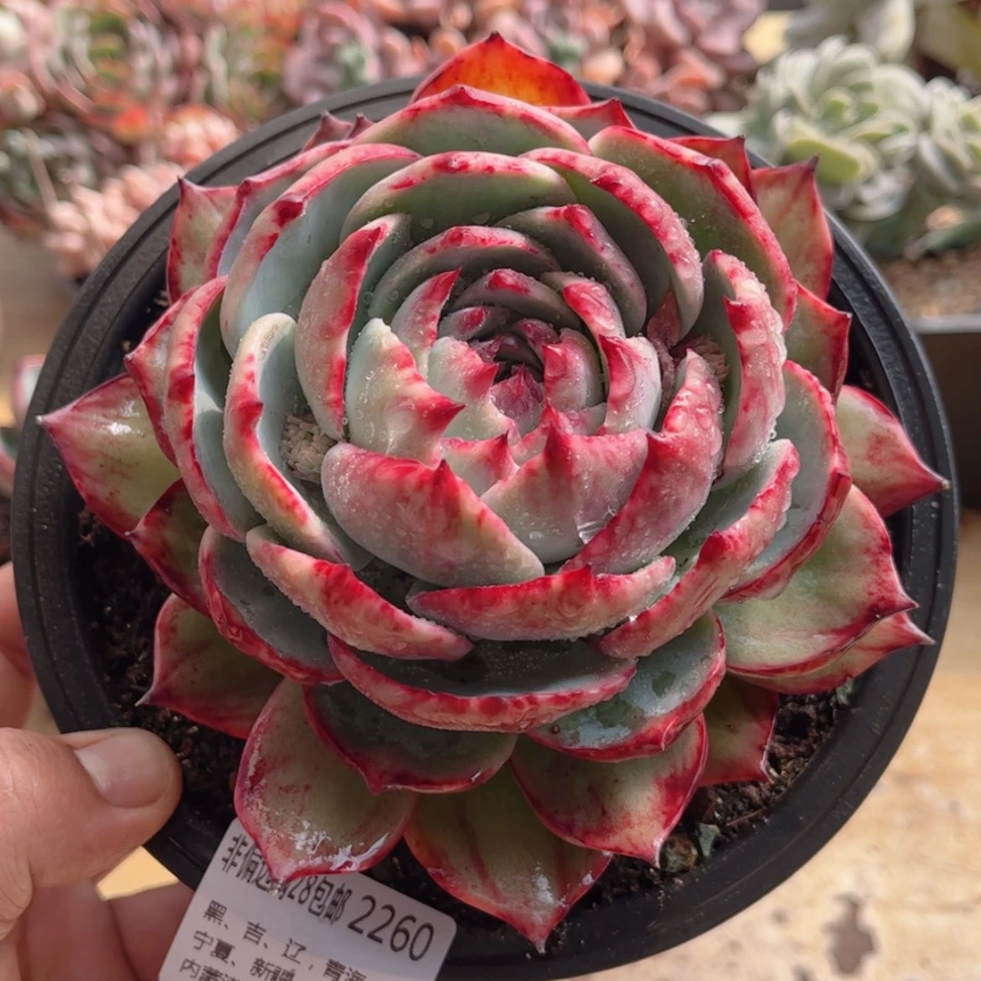 【闪购商品】2260惊鸿多肉