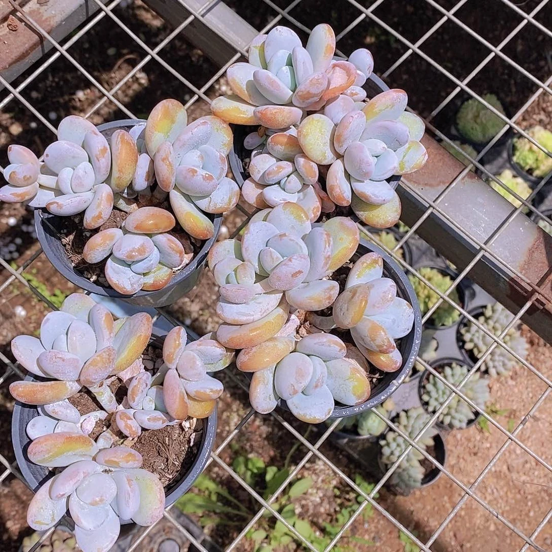 0621- 雪美人三头福利一颗 量拍