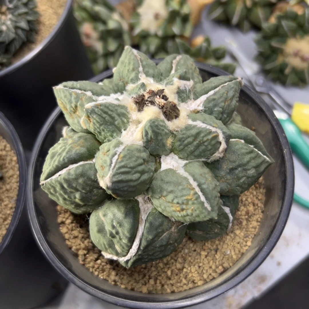 一物一拍所见即所得