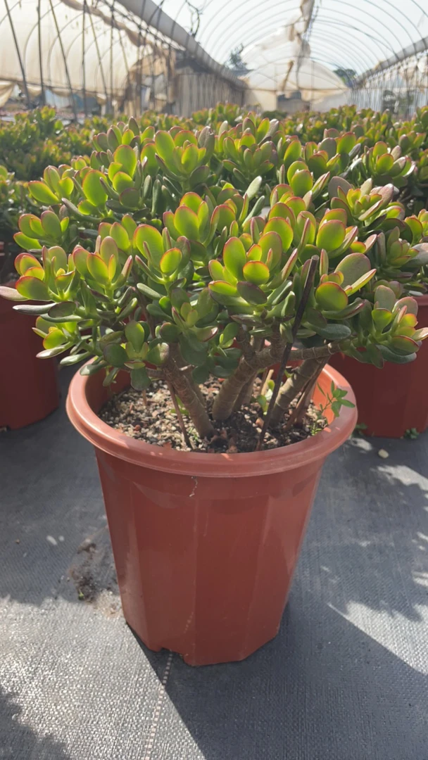 姬红花月绿植盆栽