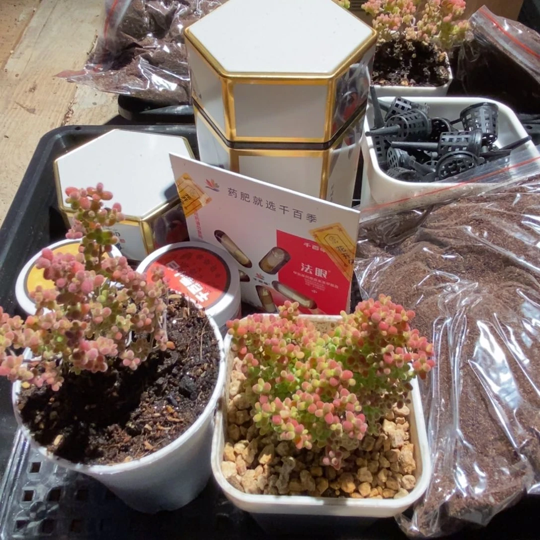 枝干番杏多肉植物673