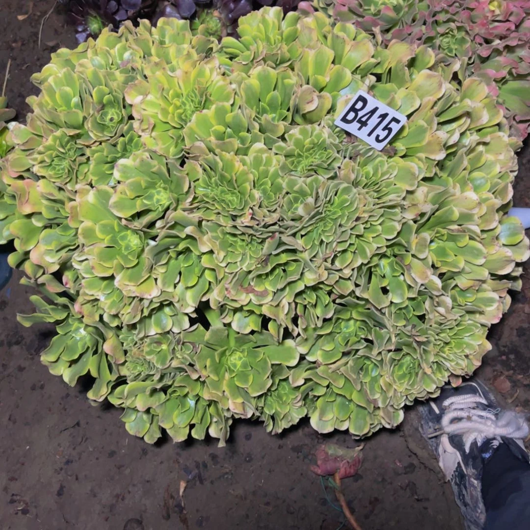 绿豆沙法师14////47包邮