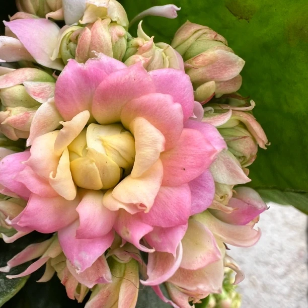 长寿花园～【神明少女】超大花 稀有品种110盆