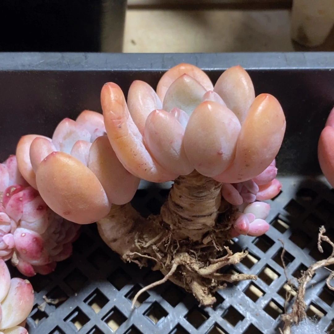 一物一拍精品多肉满38包邮-开播福利