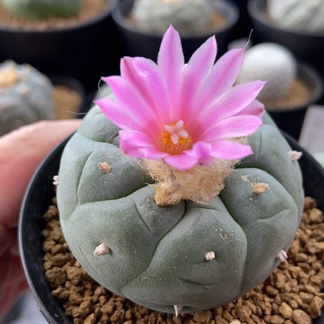 螺旋阶梯银无刺仙人球开花了