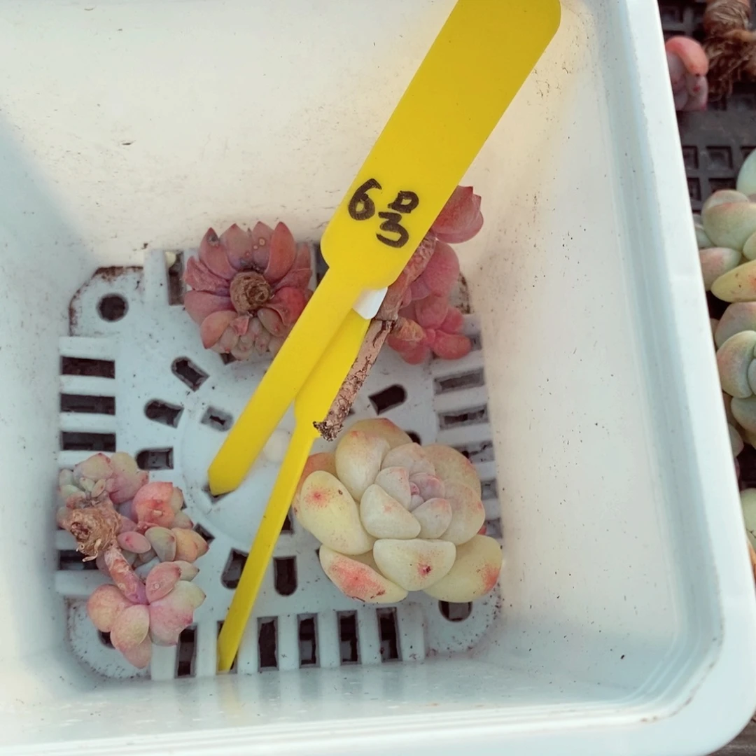 小*6号的肉肉肉肉肉肉