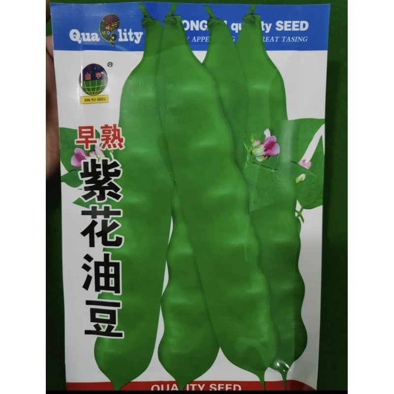 早熟紫花油豆豆角籽新品种