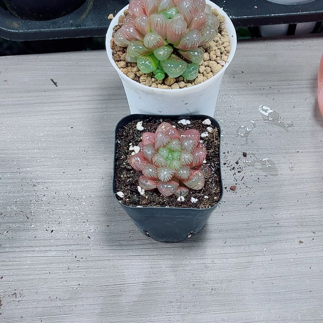 红玉露一勿一拍多肉