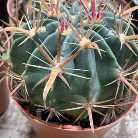 金刺日出仙人球30米仙人球