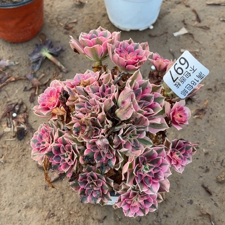 697粉女巫不圆1号棚