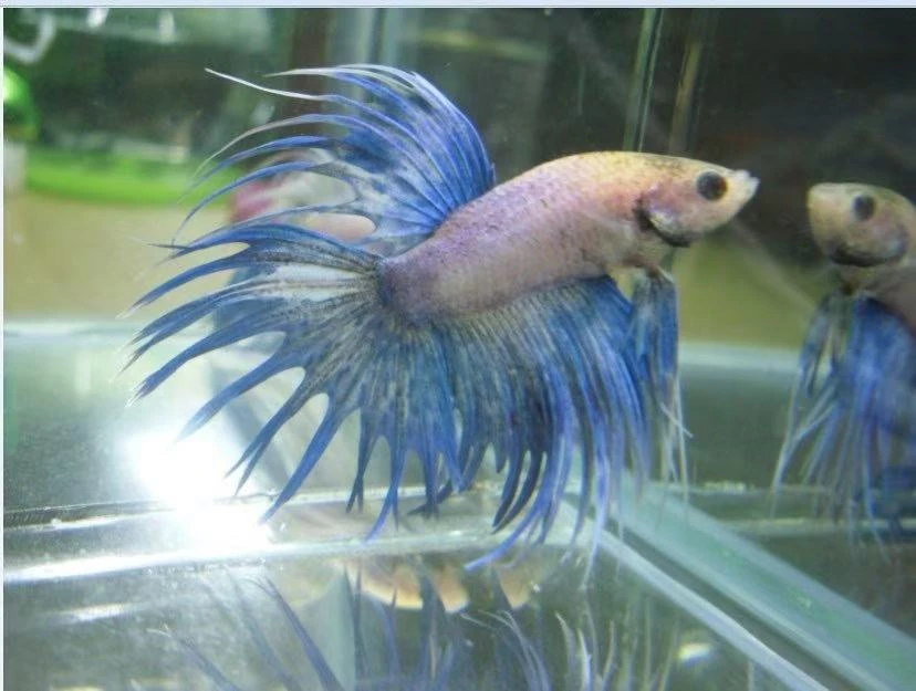 泰国狮王精品斗鱼耐活好养A007