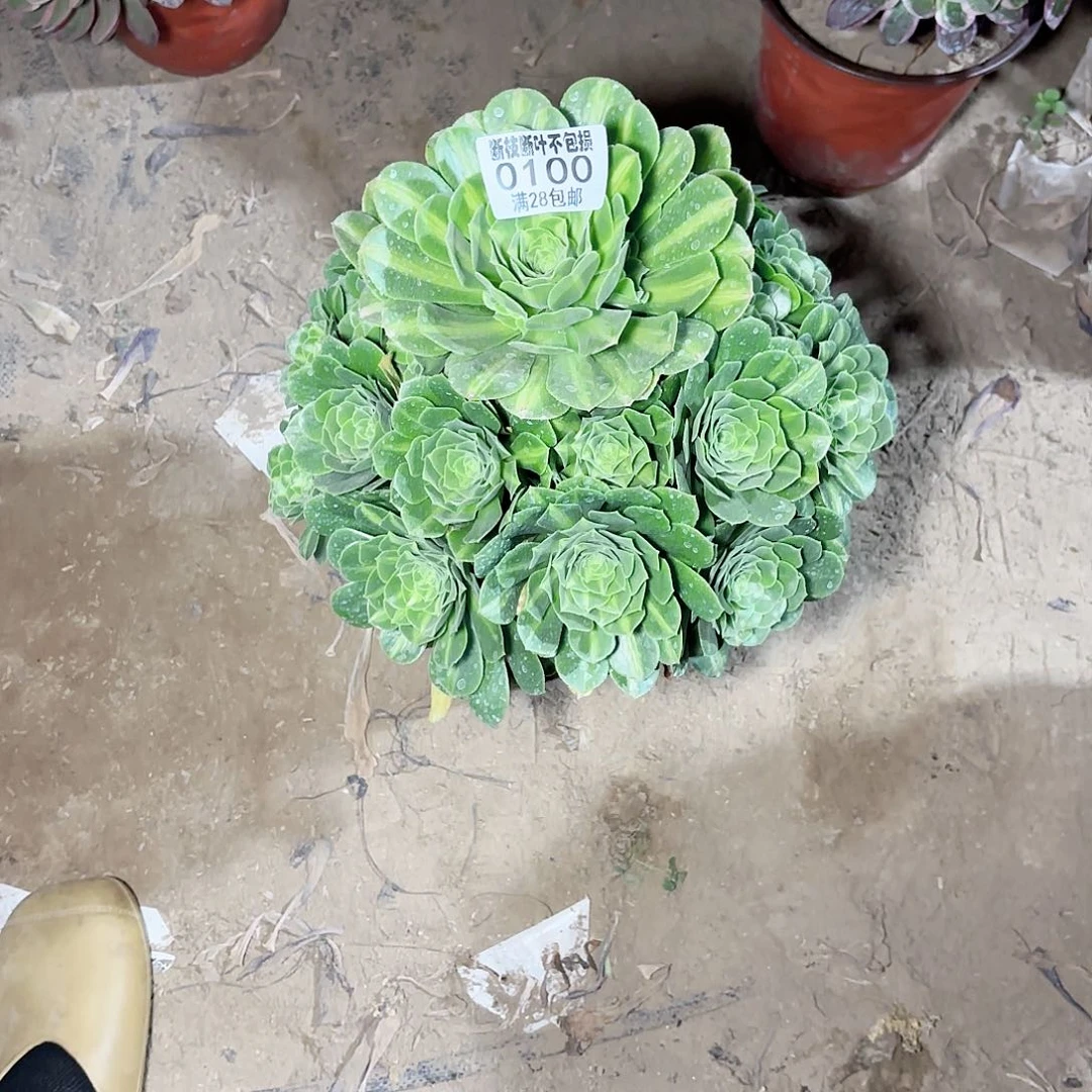 K. 100翡翠琉璃多肉1122