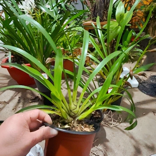 无花朵虎头兰虎头兰