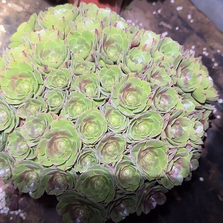 精品红心沙拉碗绣球朵朵福利