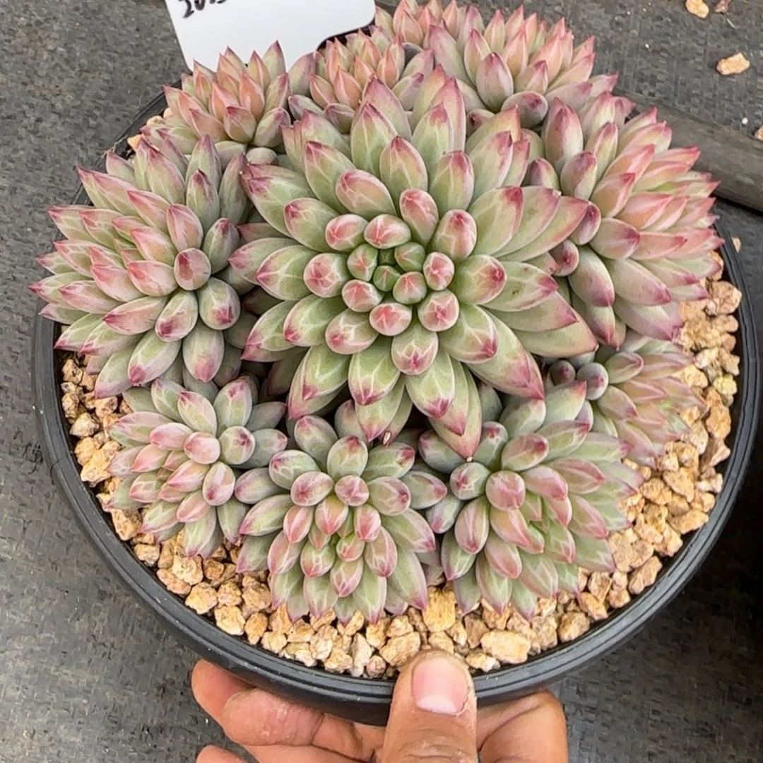 岁***好一物一拍绿体虞美人75