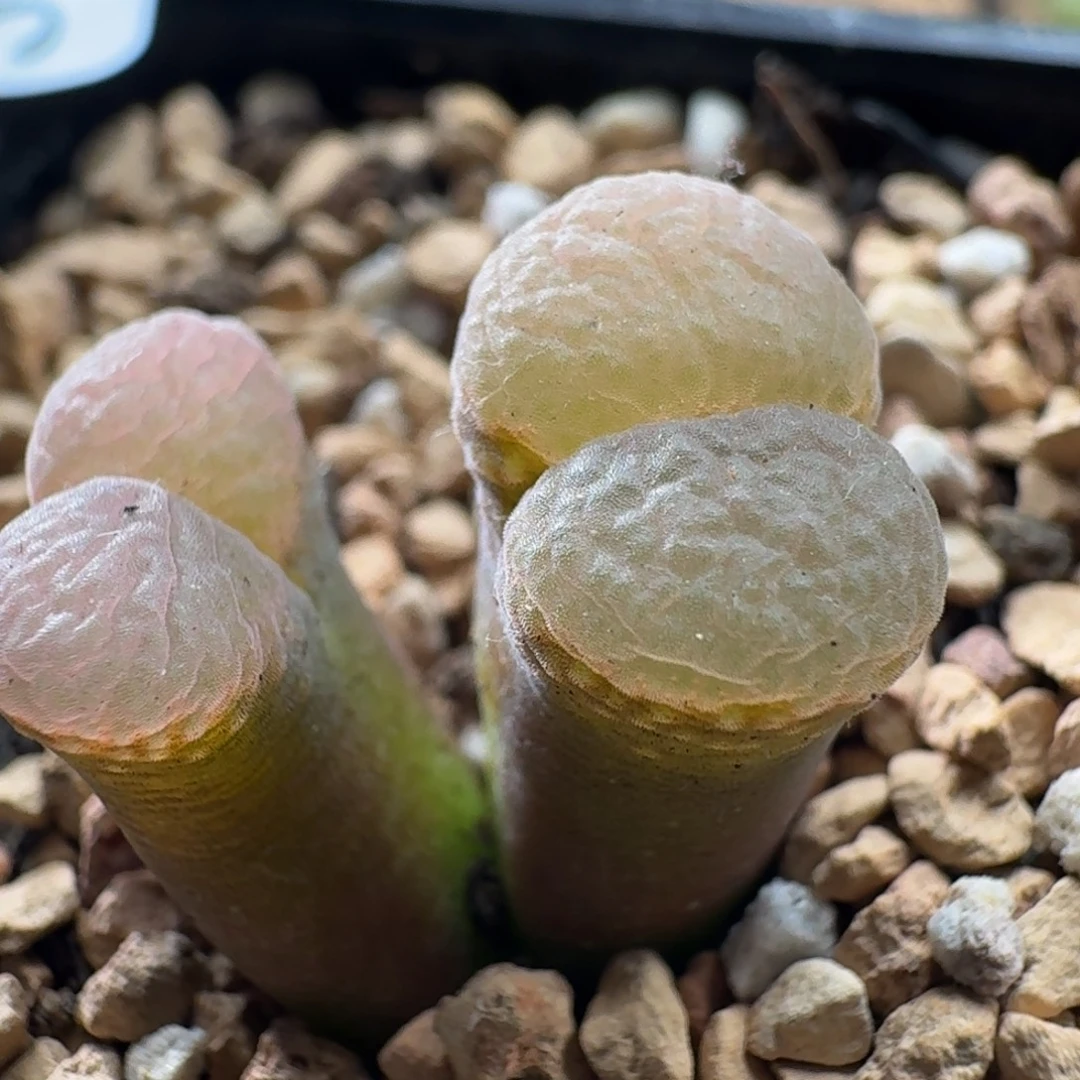 3251风铃玉肉锥植物