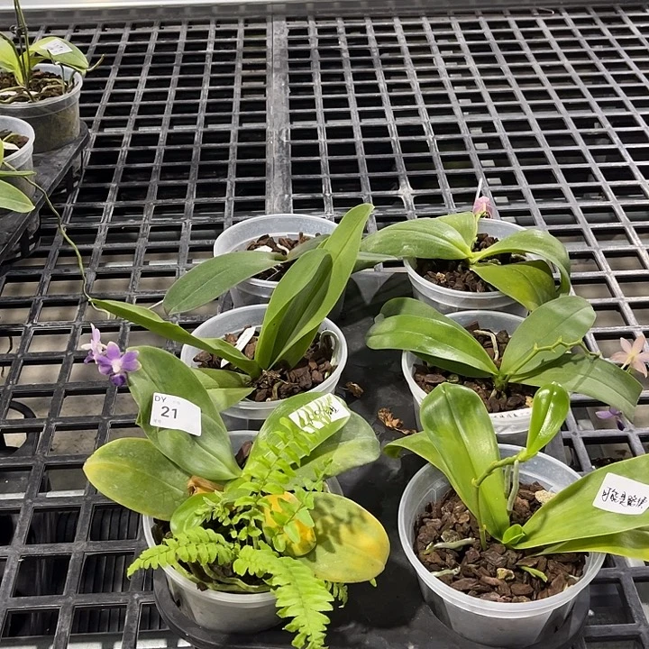 当前无花栽培后可以开花21 叶黄烂根裸根发货任何理由都不售后