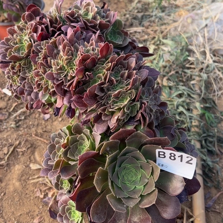 玫瑰缀多肉植物812