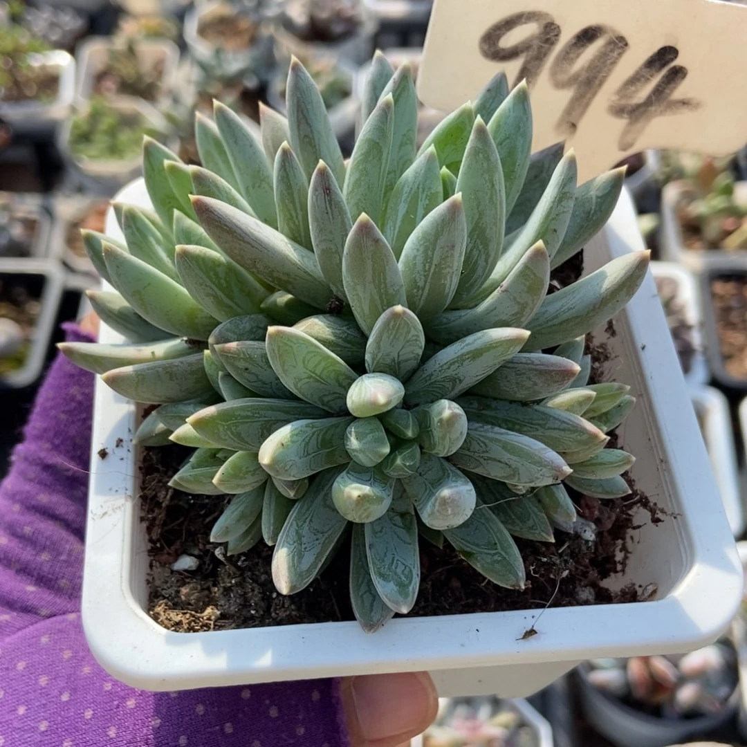 994水晶蟹爪多肉植物