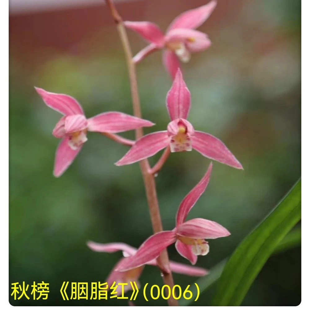 本园兰花购买10元券