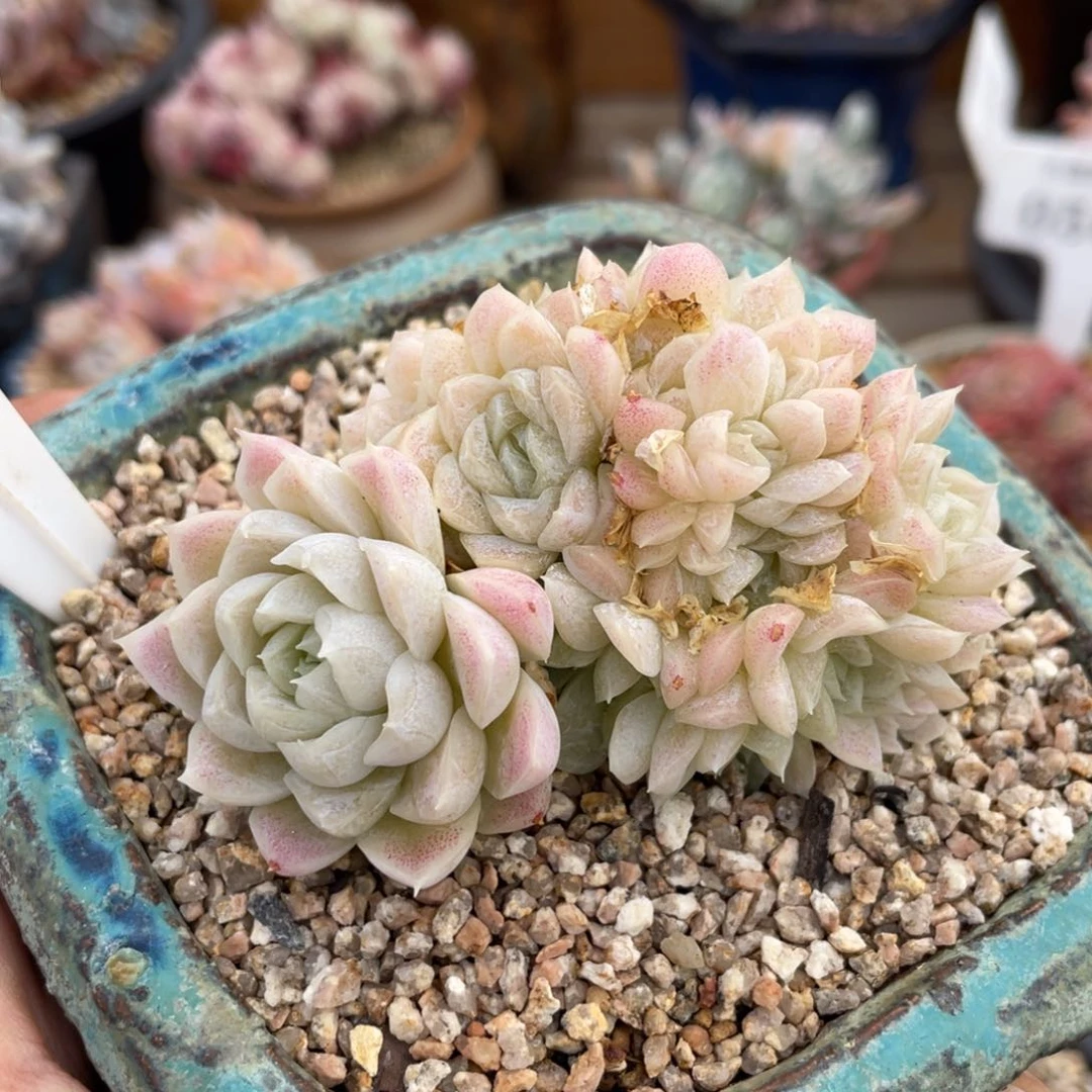 0273白月影朵朵不带盆7厘米