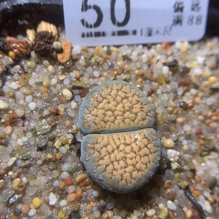 精品生石花217.50德州