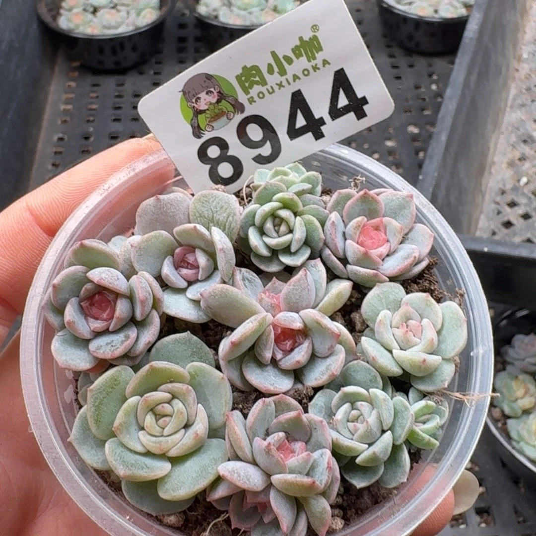 多肉植物多肉植物