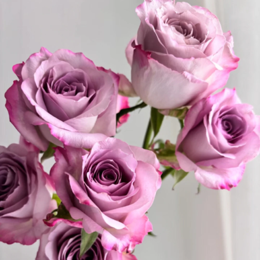 紫色高脚切花玫瑰 气场