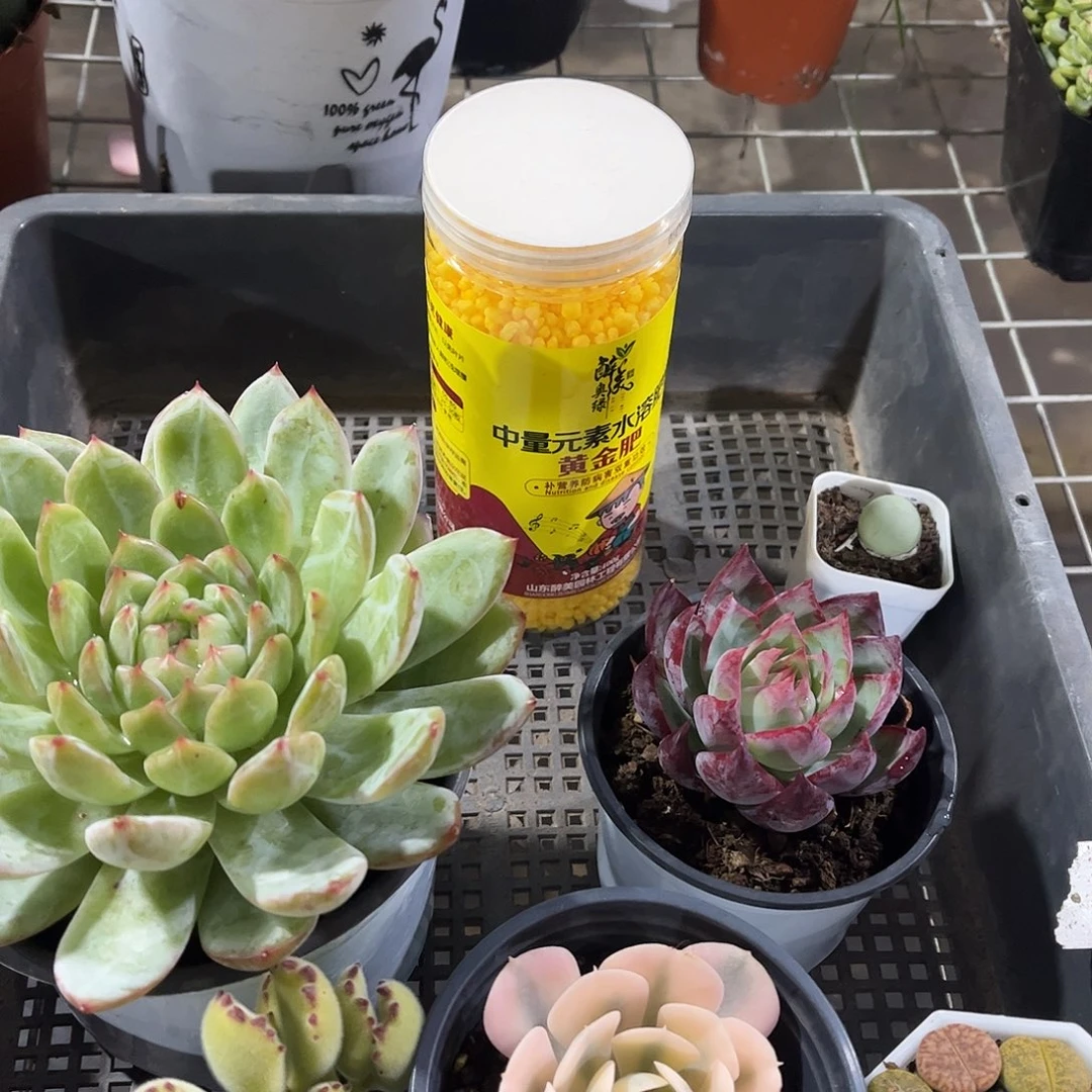 多肉010多肉植物，