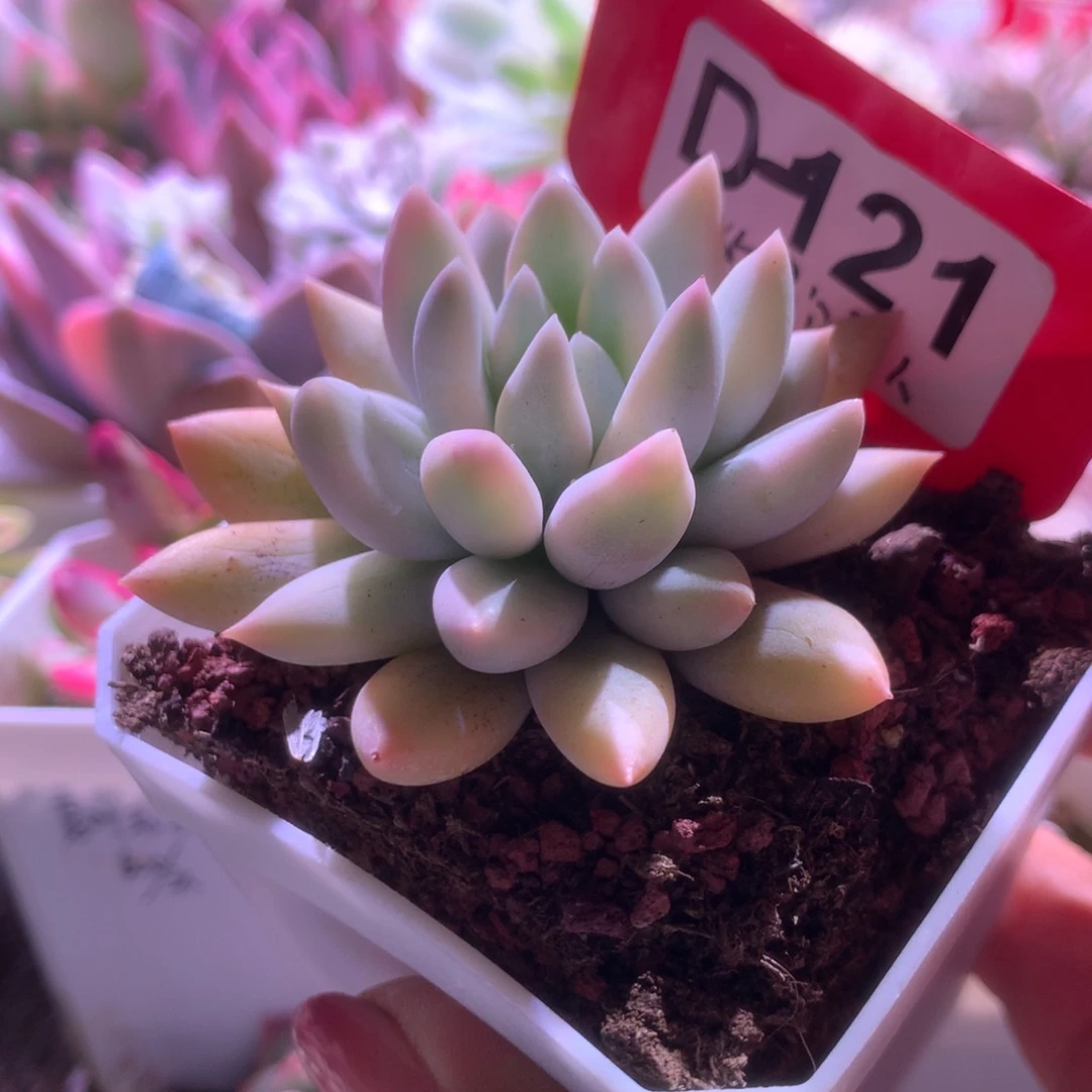 所罗门巨人覆轮锦有根