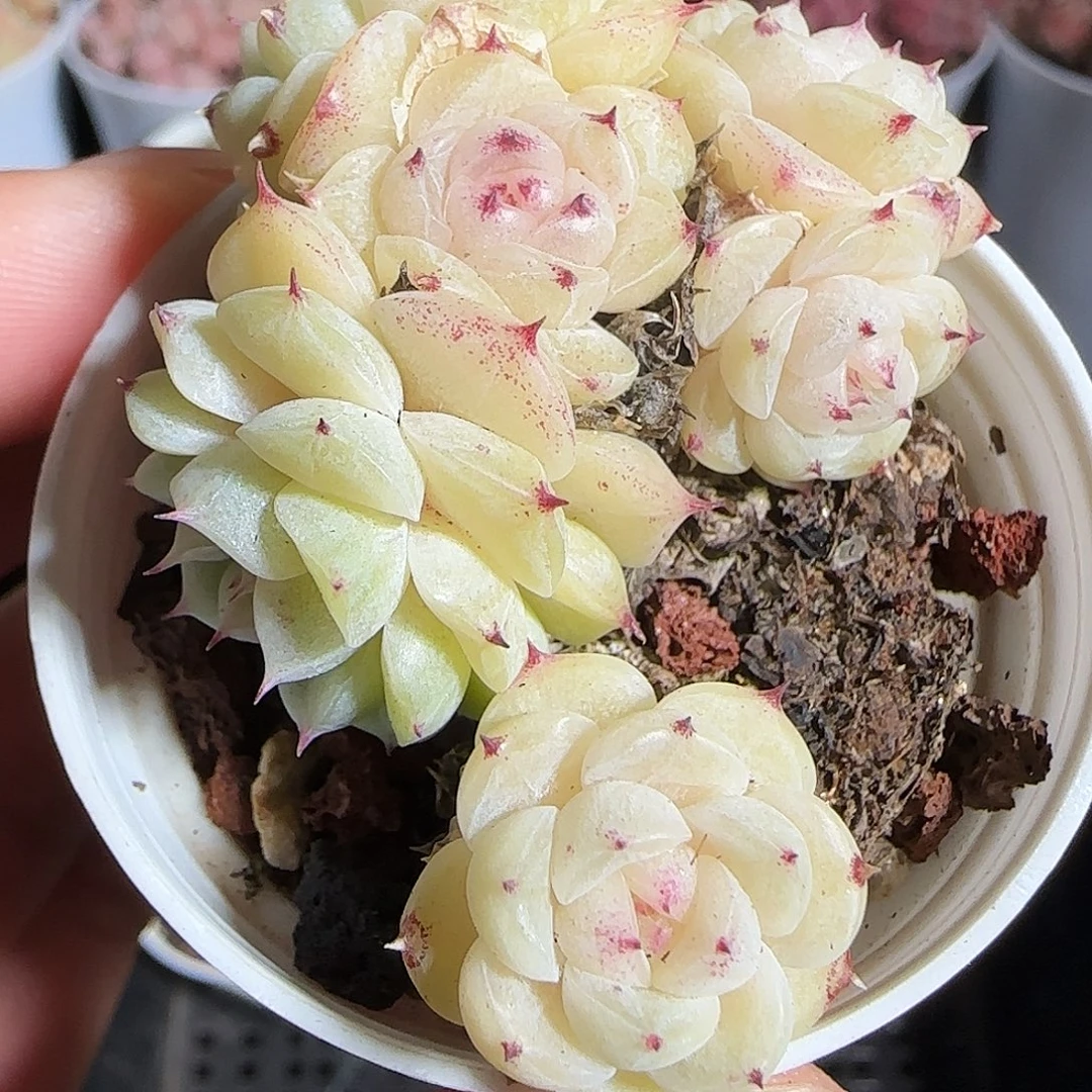 多肉1219-33小魔仙