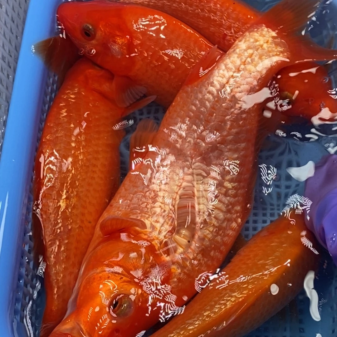 锦鲤冷水锦鲤包邮 5