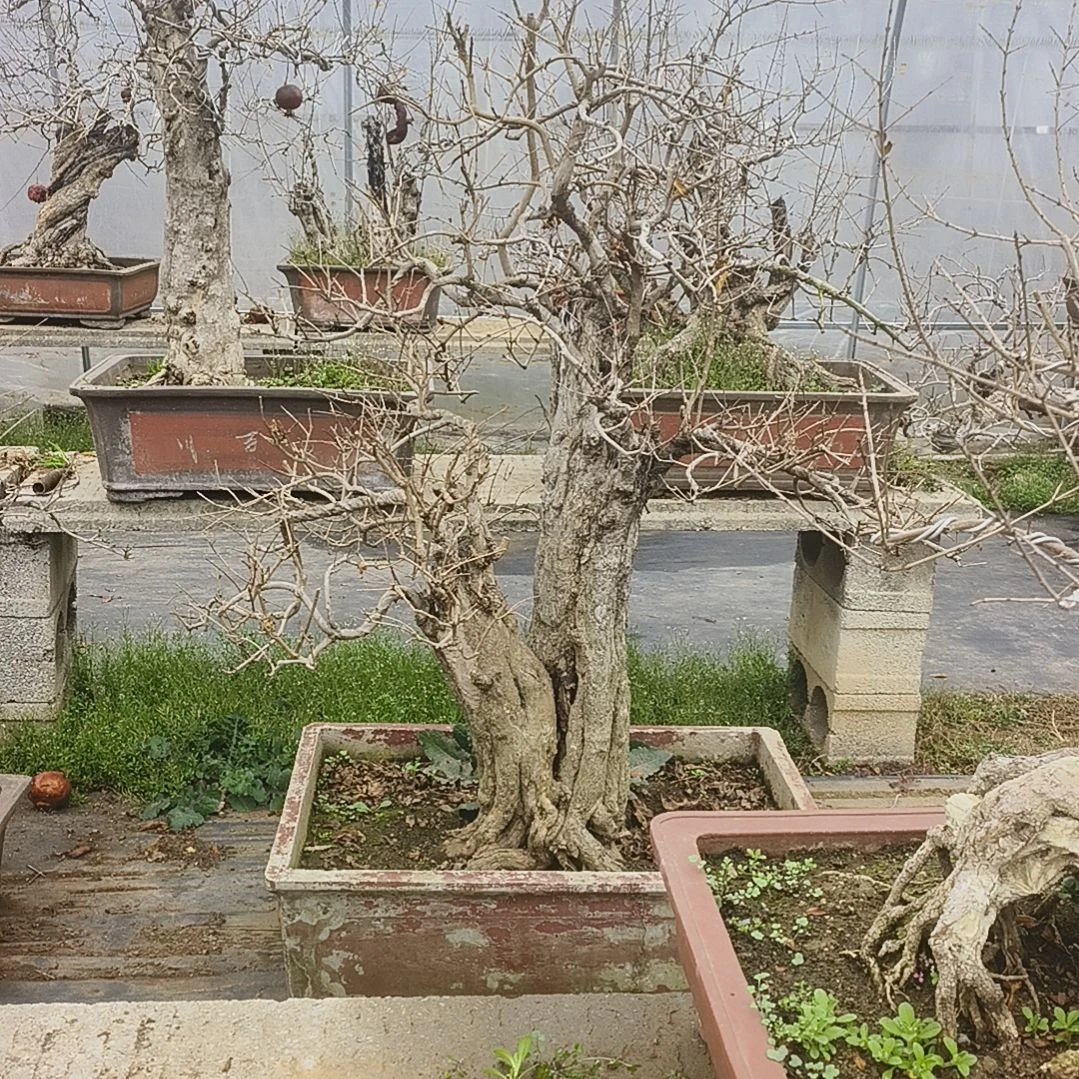 以实际为准山石榴大红袍庭院造型年功十二年盆景