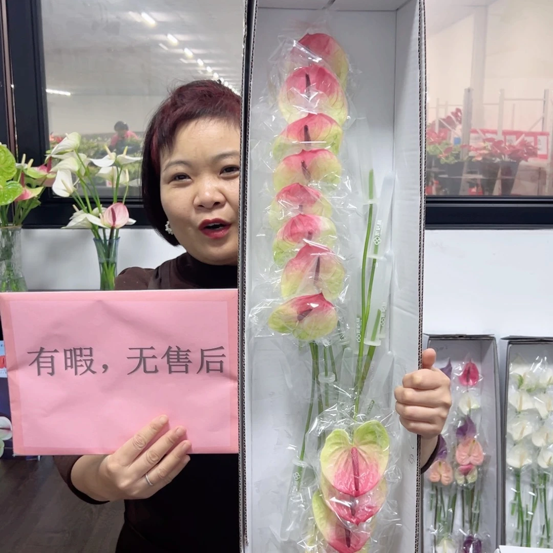 完全开放塞菲拉-16枝装无售后款！