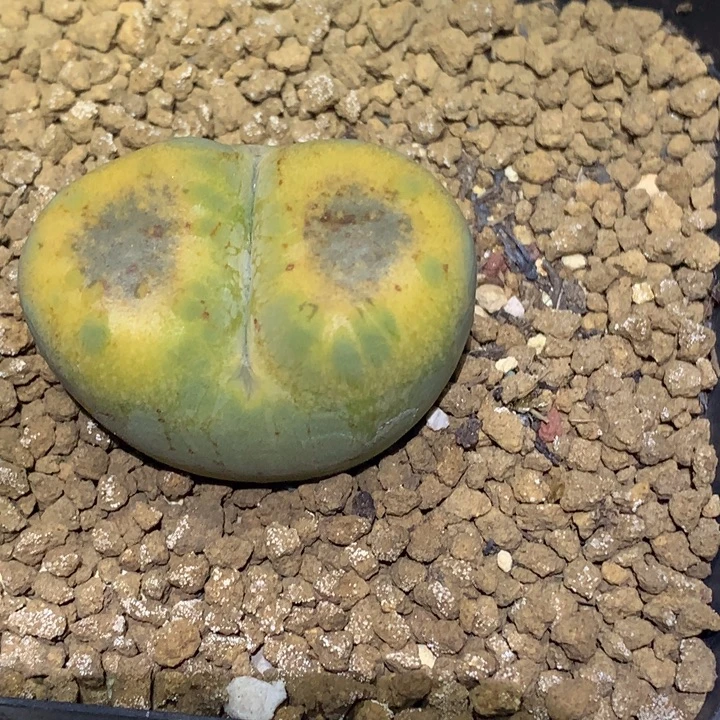 精品多肉植物精品多肉