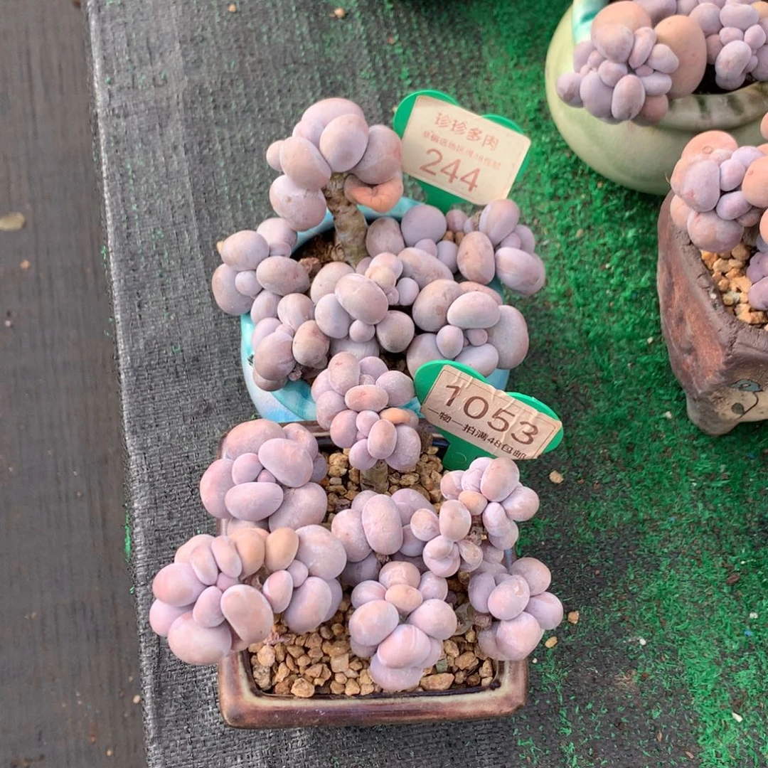 说***）烟美人老桩2颗244-1053