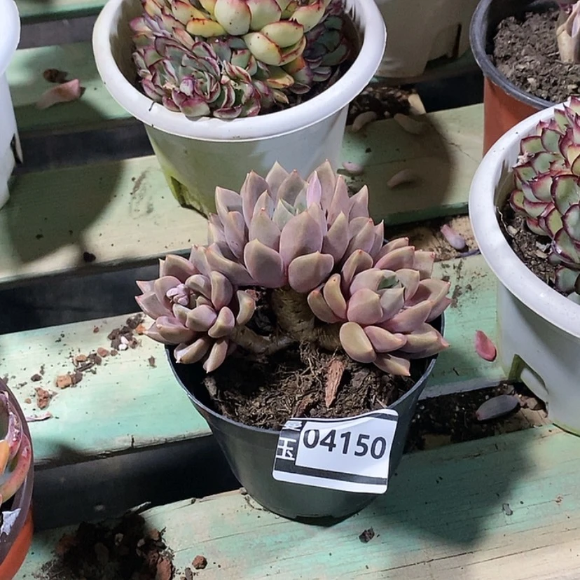 【闪购商品】红象牙04150